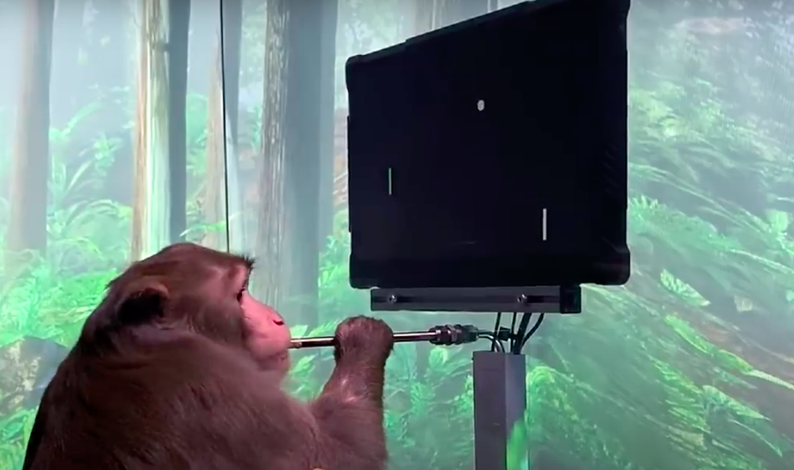 Macaco com implante cerebral joga videogame com a “força da mente”; veja o vídeo