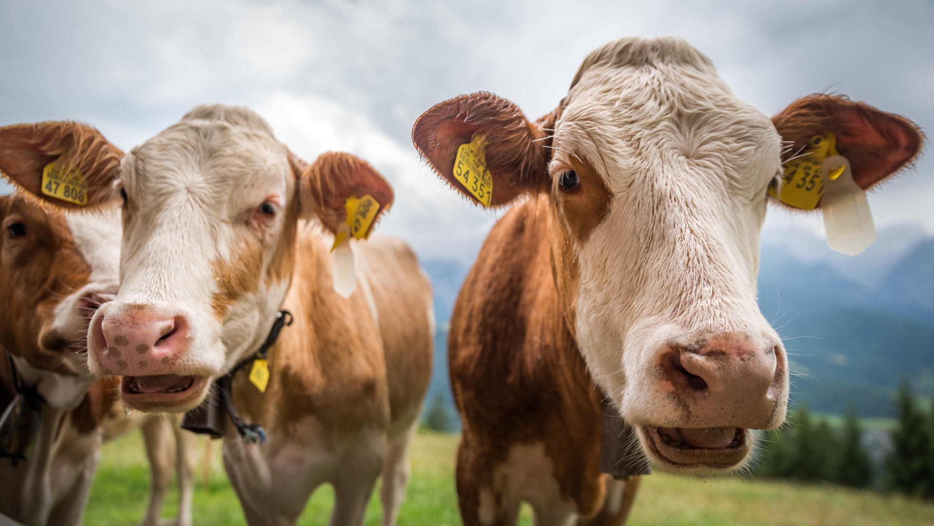 Navegar em 'mar' de vacas é a coisa mais doida de hoje em Minecraft