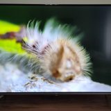 Review da TCL P725: smart TV traz boa imagem e Google TV como grande novidade