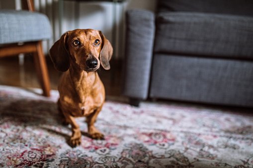 Daschund Max cachorro investidor