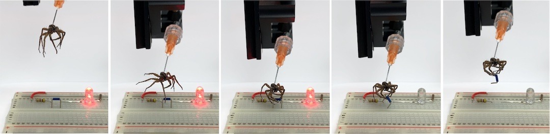 Necrobótica: cientistas usam aranhas mortas como garras de robô