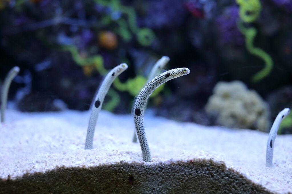 Garden Eel, inspiração para Wiglett