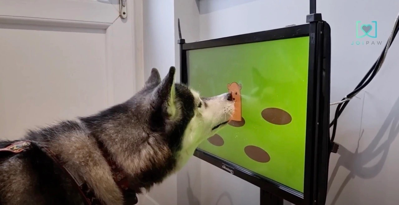 Wii para dogs? Startup cria games com objetivo de detectar demência em cães