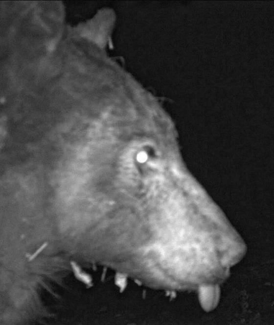 Urso tira centenas de fotos em câmera de movimento