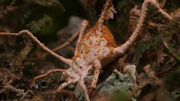 Imagem mostra o fungo "Purpureocillium aff. atypicola", descoberto por especialista brasileiro na mata atlântica