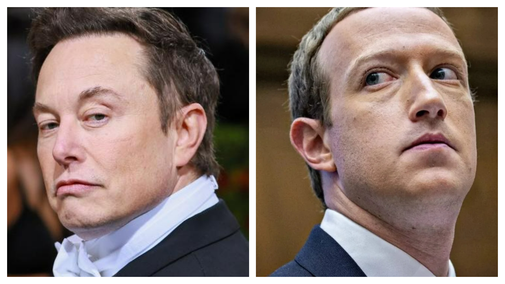 Até o UFC e as casas de apostas estão levando a sério a luta entre Zuckerberg e Musk