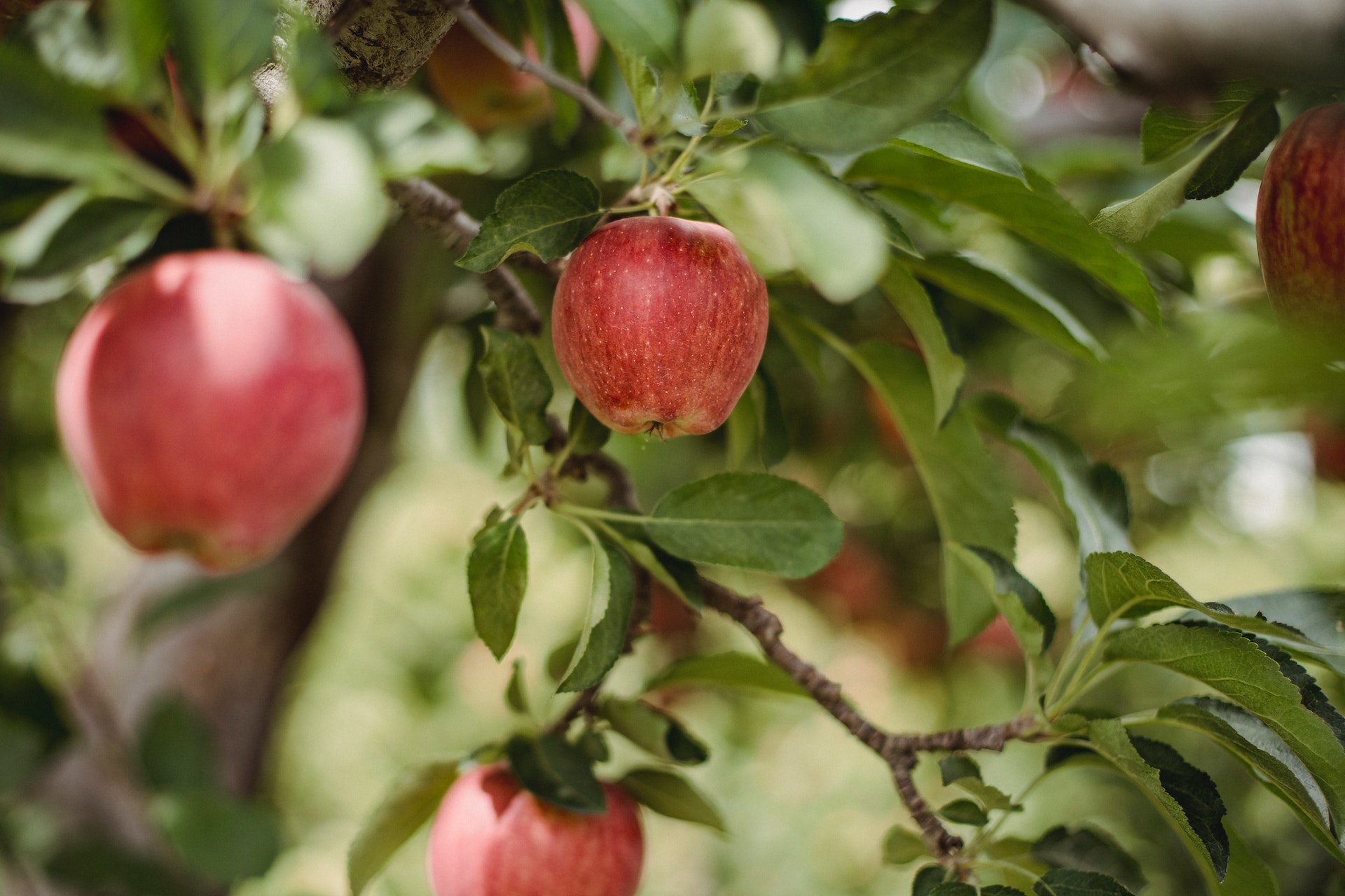 Apple quer registrar imagens de maçãs como sua propriedade