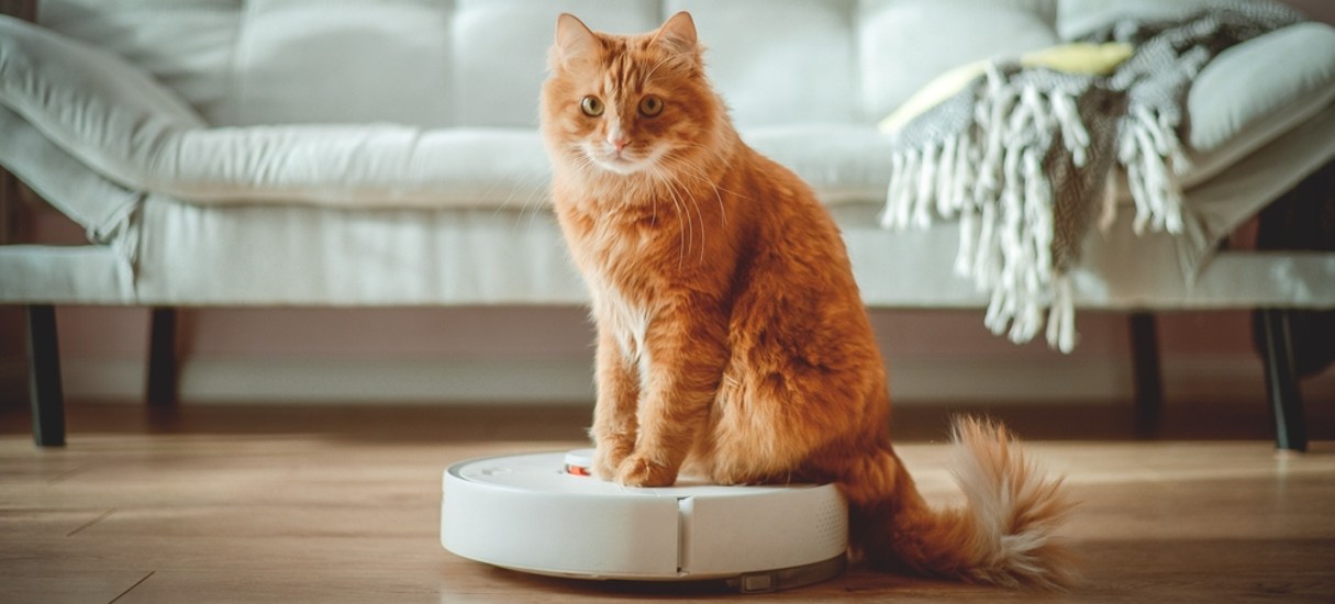 Imagem mostra, ao fundo, um sofá e à frente um gato de pelagem longa e amarela em cima de um robô aspirador